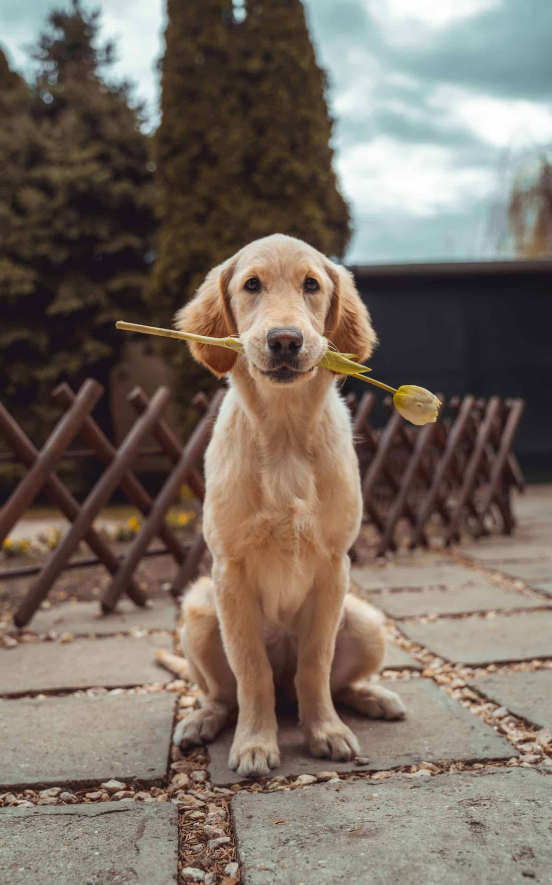 The Language of Scent: How Dogs Experience the World Through Smell