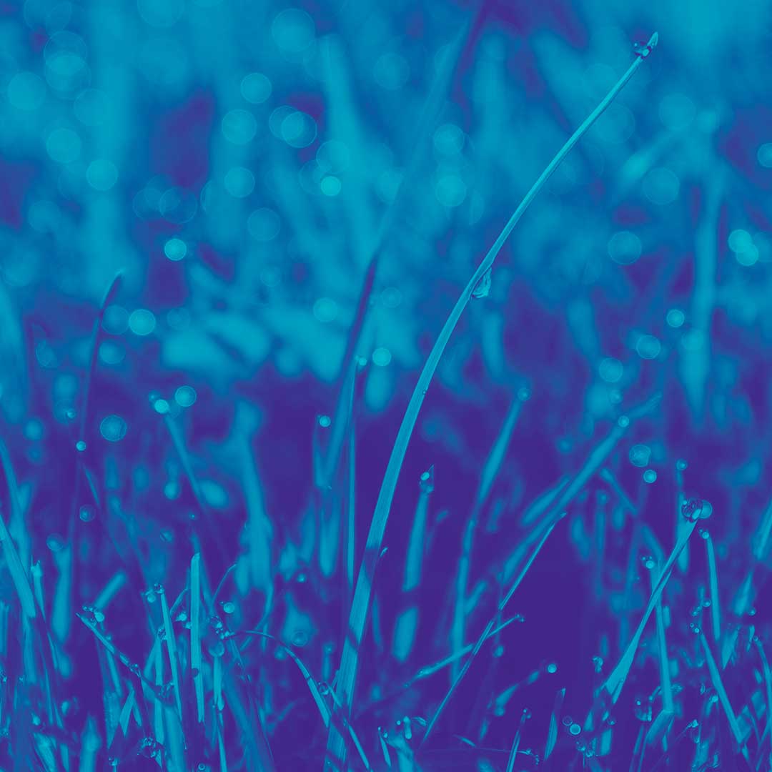 Blue Grass