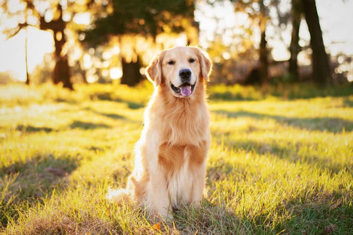 Fresh Fur-ever (Pet-Preferred)