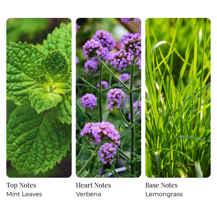 Mint Verbena