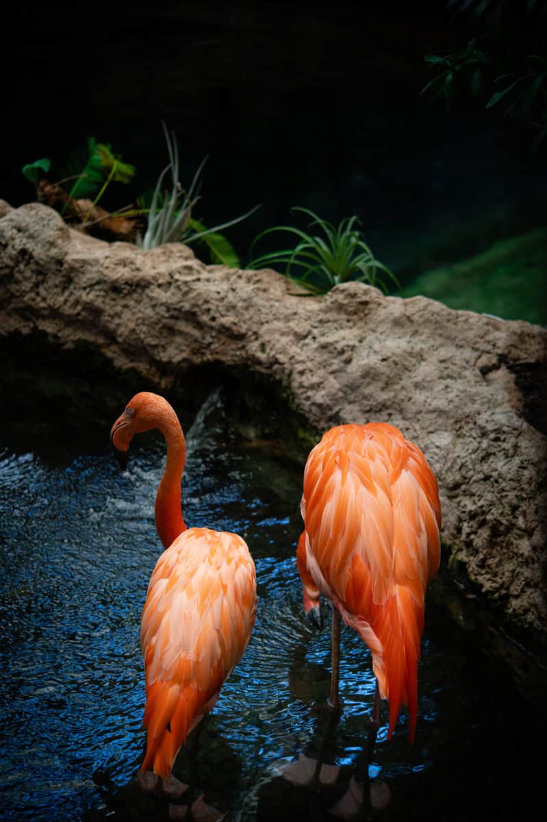 Nothing Smells Fishy at Dallas World Aquarium