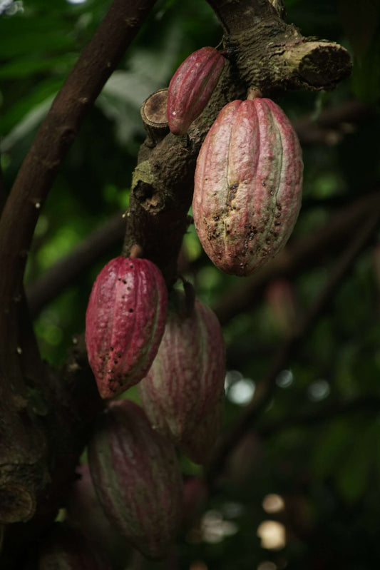Beyond the Mug: Exploring the Many Facets of Cocoa on National Cocoa Day