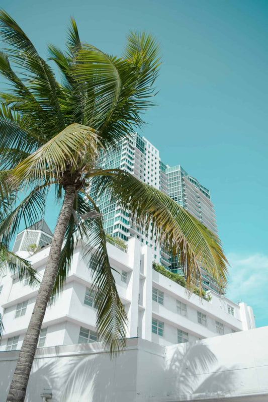 Exploring Miami's 305 Scentscape: A Journey Through Scent