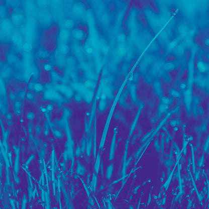 Dewy grass blades with bokeh water droplets in blue tones, evoking the fresh blue scent