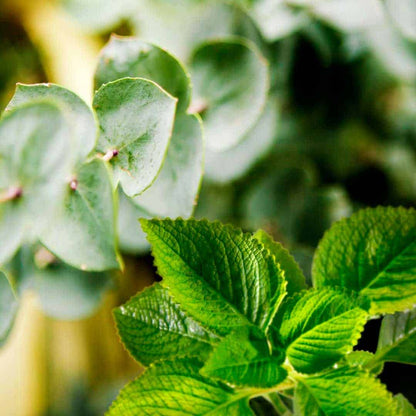 Close-up of vibrant green mint and eucalyptus leaves, key botanicals for natural aroma oils