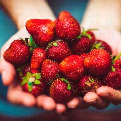 Hands holding a generous pile of fresh red strawberries