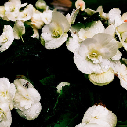 White begonia flowers with water droplets and a small insect on dark green foliage