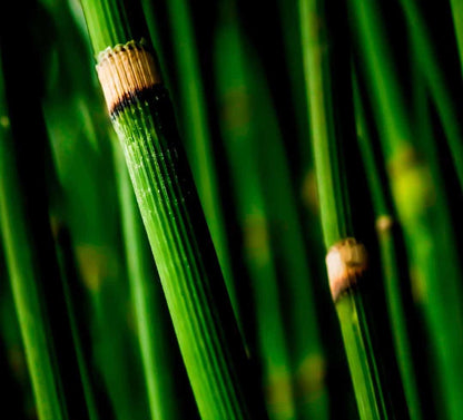 Close-up of vibrant green bamboo or reed stalks with natural nodes