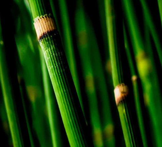 Green Bamboo