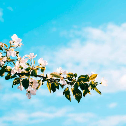 White cherry blossoms on a branch against a bright blue sky
