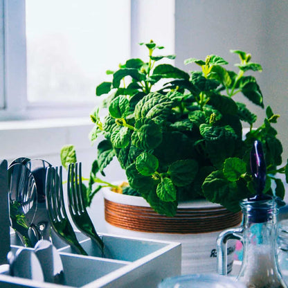 Fresh mint herb plant on kitchen counter beside silverware, evoking green tea lemongrass scent