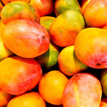 Vibrant ripe mangoes in shades of orange, red, and green piled together