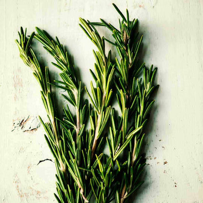 Fresh rosemary sprigs on a white surface, used in natural aroma oils and scent diffuser blends