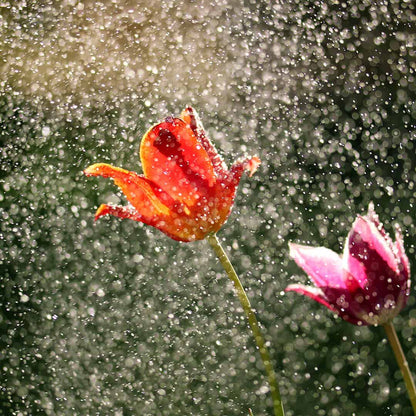 Red and pink tulips caught in a spray of water droplets