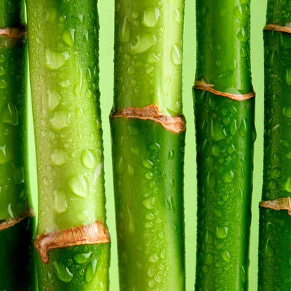 Close-up of fresh green bamboo stalks with water droplets, evoking a green tea lemongrass aroma oil scent