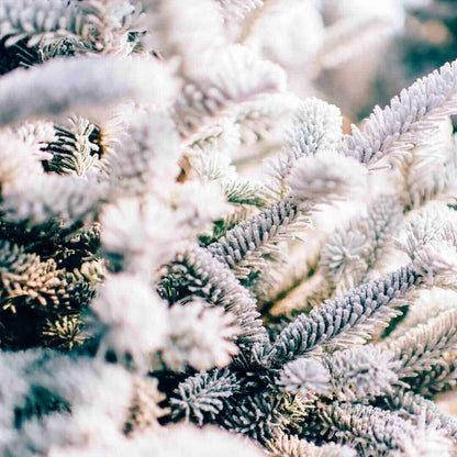 Snow-dusted pine tree branches with frost-covered needles, evoking Winter Pine scent