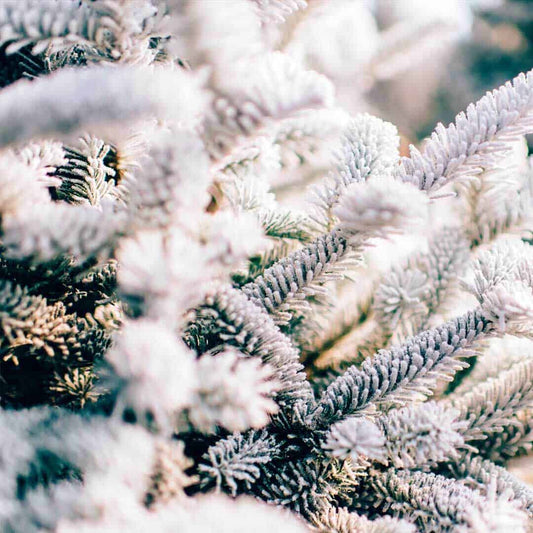 Winter Pine
