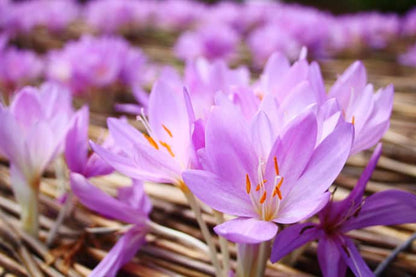 Close-up of blooming saffron crocus flowers with vivid orange stamens