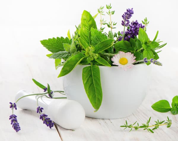 Lavender Basil Flowers