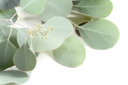 Eucalyptus branches with round silver-green leaves and small white flowers on a white background