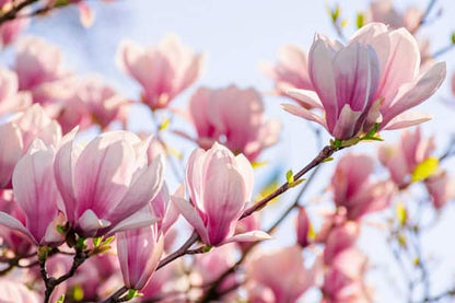 Pink magnolia blossoms in full bloom against a soft blue sky
