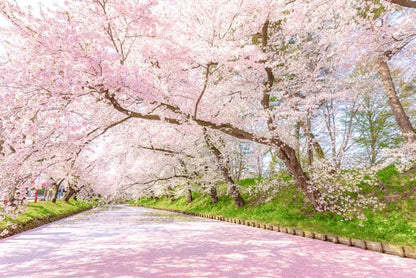 Cherry blossom tunnel in full pink bloom along a serene pathway