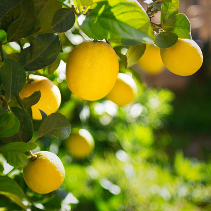 Ripe yellow lemons hanging on a sunlit lemon tree, reminiscent of green tea lemongrass scent