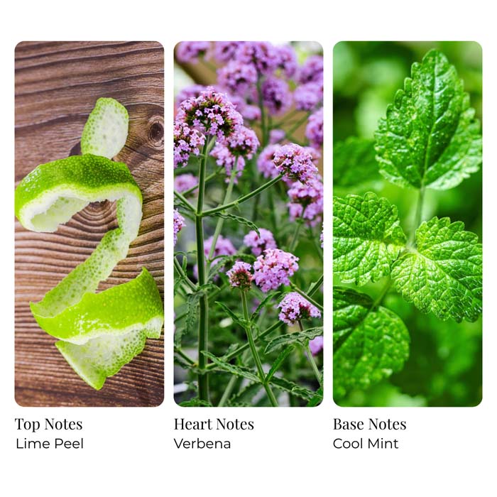 Crushed Lime Mint