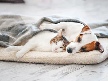 A cat and dog sleeping peacefully together on a cozy pet bed under a blanket