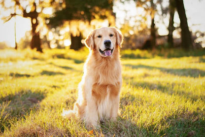 Golden retriever sitting in sunlit grassy park