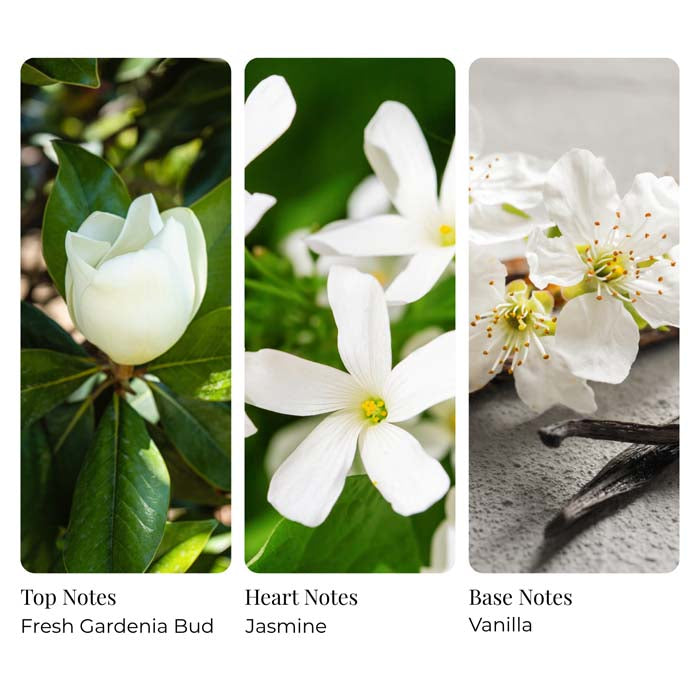 Gardenia