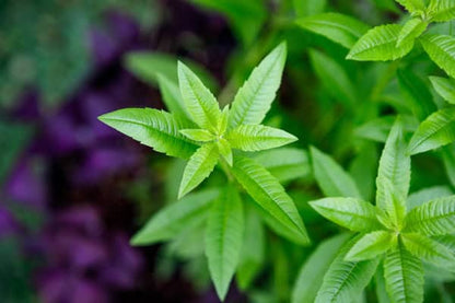 Bright green lemon verbena herb plant, a fresh botanical note in green tea lemongrass scents