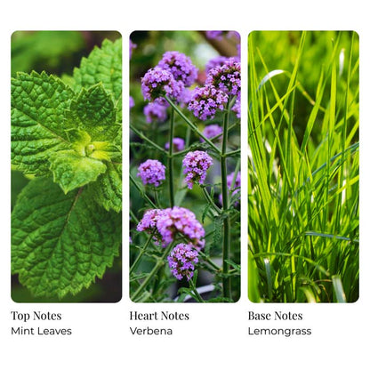 Mint Verbena