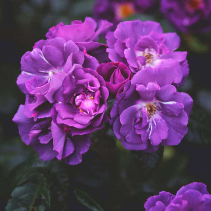 Cluster of vibrant purple roses in full bloom for spa scenting inspiration