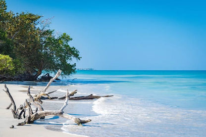 Tropical white sand beach with driftwood, turquoise water, and lush green trees under a clear blue sky