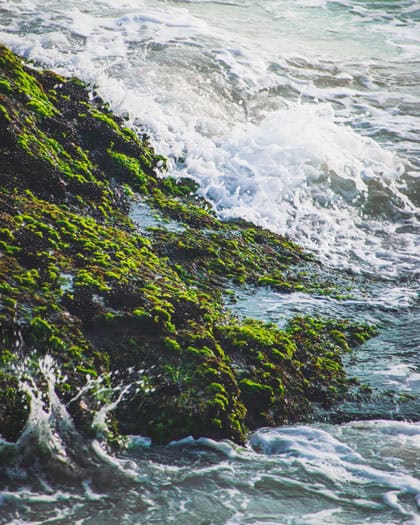 Ocean Breeze