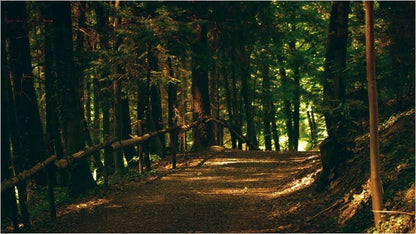 Serene forest walking path with wooden rail fence, evoking natural scent marketing inspiration