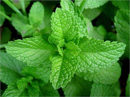 Close-up of fresh green mint leaves, a key ingredient in aroma oils and room scent blends