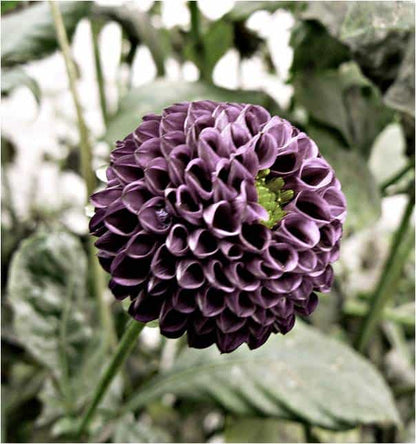 Deep purple dahlia flower in bloom surrounded by green foliage