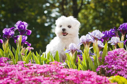Fluffy white Maltese dog sitting among purple iris and pink flowers in a garden