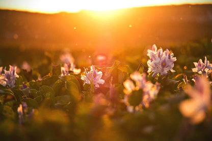 Field of purple water hyacinth flowers glowing in golden sunset light