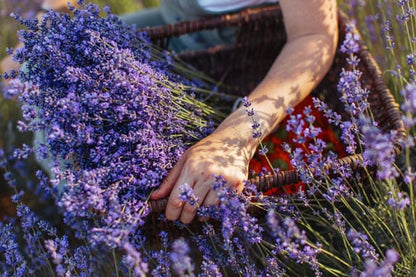 Hand gathering fresh lavender bunches into a wicker basket in a blooming field