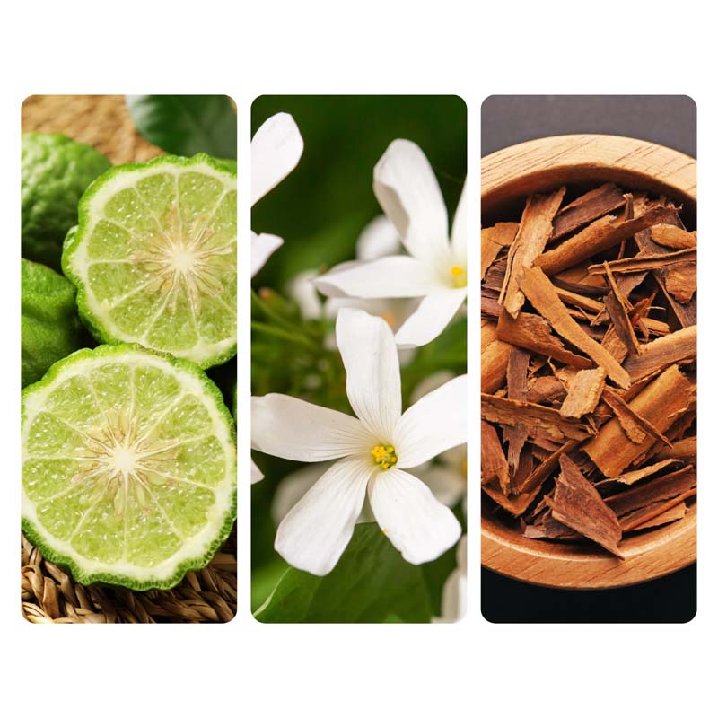 Santal Aroma Oil | Sandalwood, Cardamom & Cashmere Musk