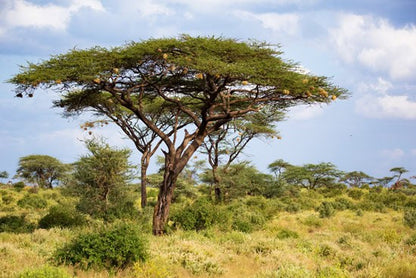 Acacia tree in African savanna landscape under blue sky