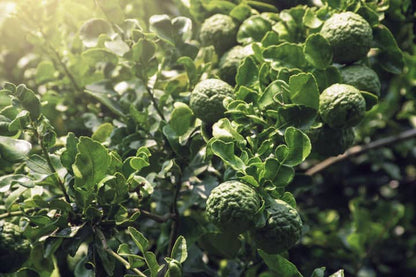 Kaffir lime fruit growing on a lush green tree, a key ingredient in green tea lemongrass aroma oils