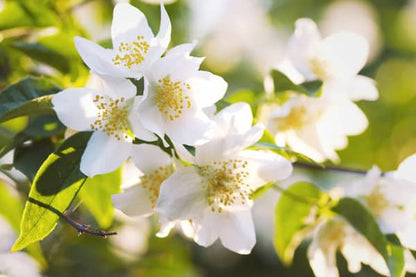 White jasmine flowers blooming on a sunlit branch with green leaves