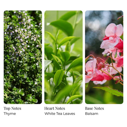 White Tea and Thyme