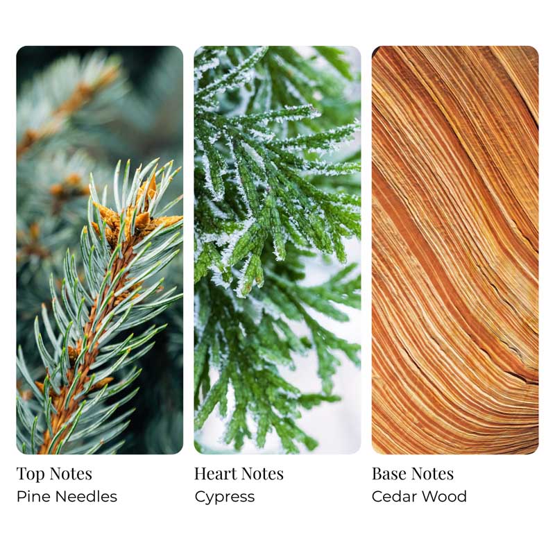 Winter Pine