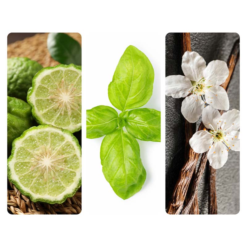 Zen Garden Aroma Oil | Basil, Eucalyptus & Lavender