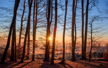 Sunrise through bare winter trees in a frost-covered forest landscape